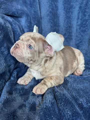 French Bulldog Stud 31827