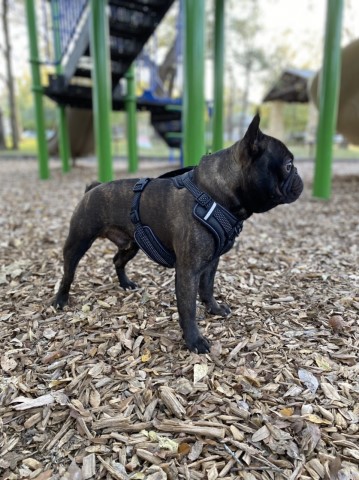 French Bulldog Stud 29790