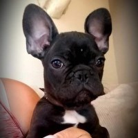 Top Gun Exotic Bulldogs French Bulldog breeder