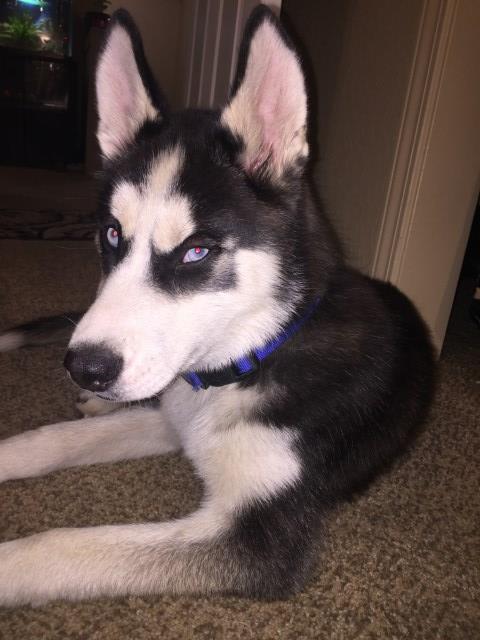 Siberian Husky Stud 27818