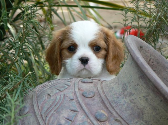 Cavalier King Charles Spaniel Breeder 10599