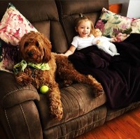 Doodle Dandy Doodles Goldendoodle breeder