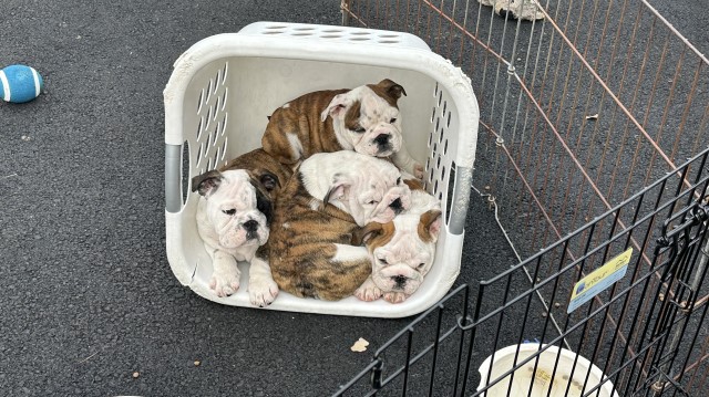 G’sBulldog Buddies