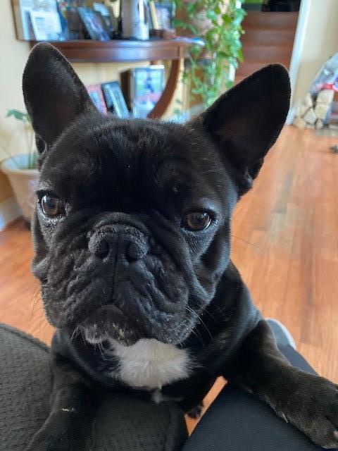 Ledesma Frenchies - French Bulldog STUD