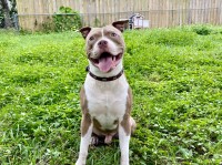 Julio and Crystal - American Staffordshire Terrier Stud