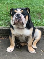 Andre griffin - English Bulldog Stud