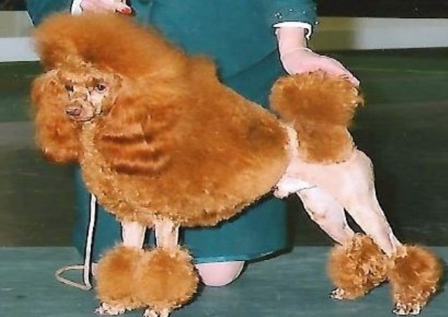 Poodle Miniature Stud 25083