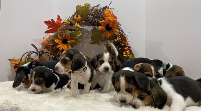 Beagle Breeder 29938