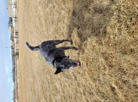 Kam - Australian Cattle Dog Stud