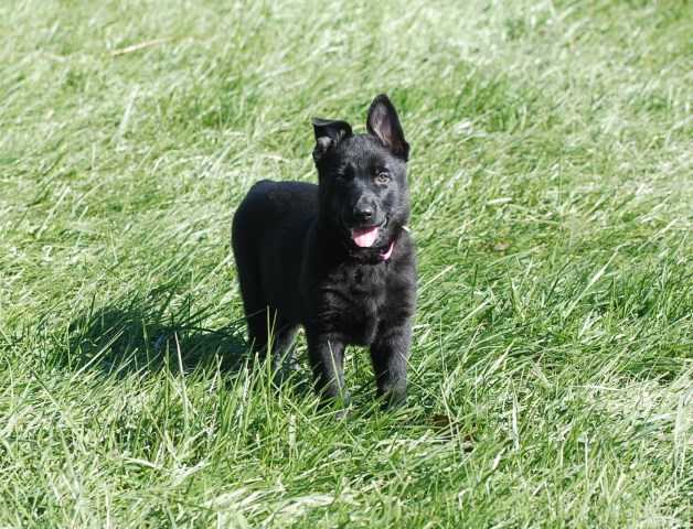 Silver Creek Shepherds, German Shepherd Dog Breeder in Xenia, Ohio