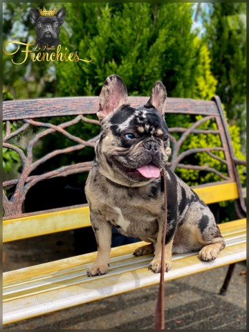 French Bulldog Stud 29139