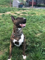 John - Bull Terrier Stud