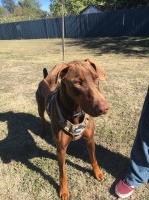 Savannah - Doberman Pinscher Stud