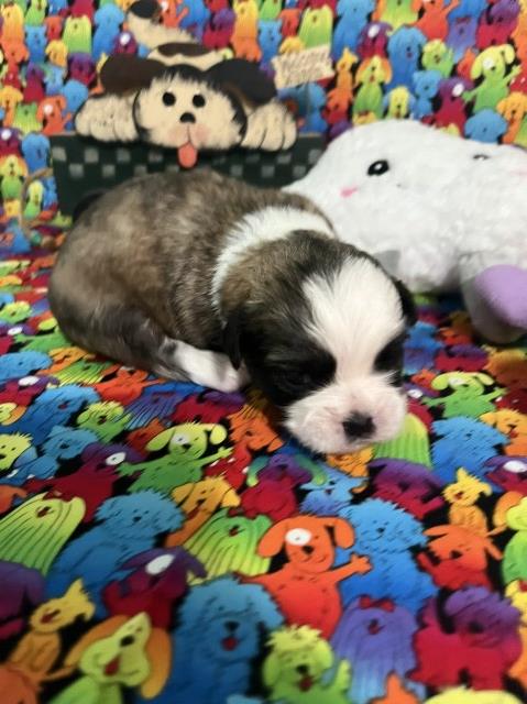 barb lhasa apso  puppies