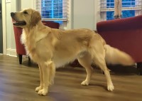 Levi Boggs - Golden Retriever Stud