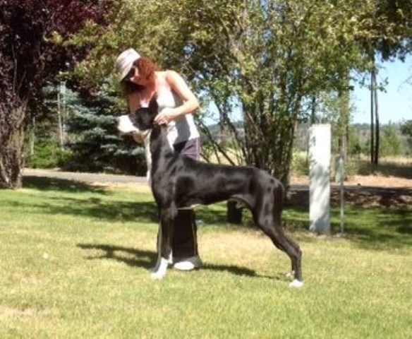 Great Dane Stud 26574