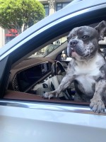 Jorge Colon - French Bulldog Stud