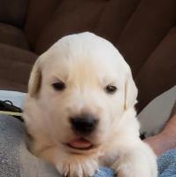 Lucky Golden Ranch Golden Retriever breeder