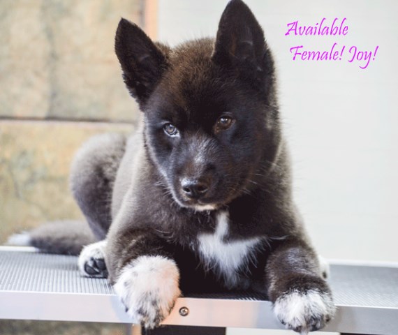 Siberian Husky Breeder 27086