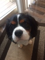 Donna Boyne - Cavalier King Charles Spaniel Stud