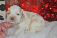 American Cocker Spaniel thumbnail