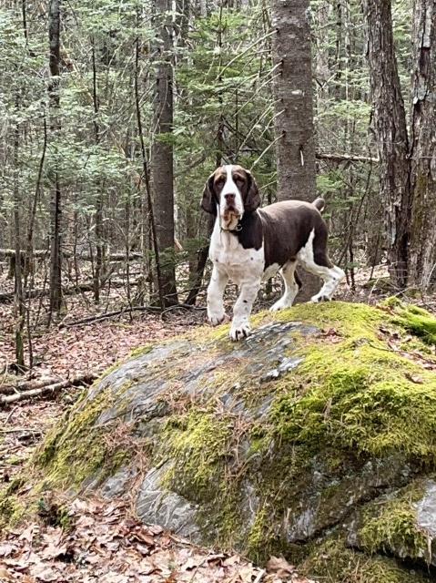 English Springer Spaniel Stud 30419