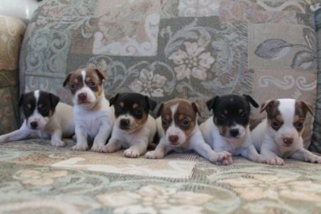 Rat Terrier Breeder 29894