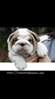 Cramatte Kennels English Bulldog breeder