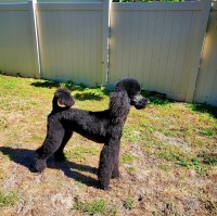 Kiara Leggins - Poodle Standard Stud