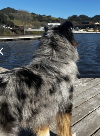 Australian Shepherd Dog Stud 31302