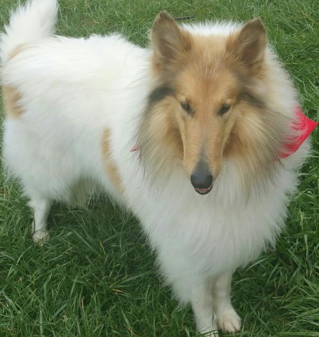 Eirè Brynmore Collies