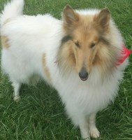 Eirè Brynmore Collies