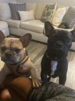 HEART & HARMONY KENNEL French Bulldog breeder