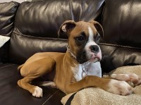 Mark Neumann - Boxer Stud