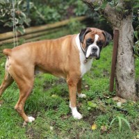 Kevin Costa - Boxer Stud