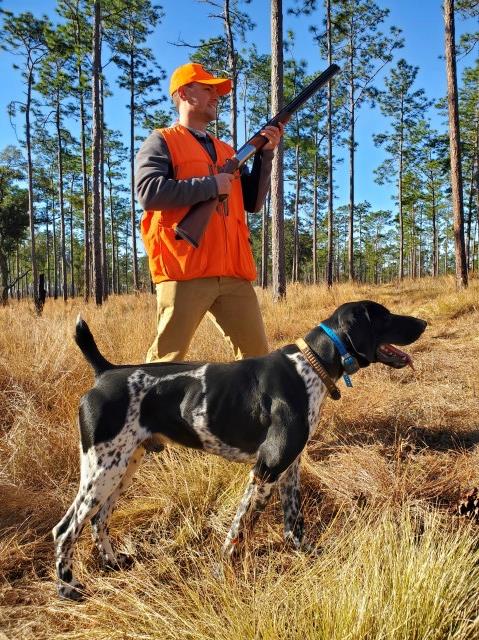 German Shorthaired Pointer Stud 31157