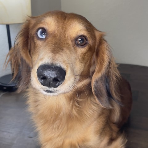 Monterey Bay Dachshunds