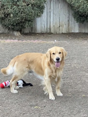 Golden Retriever Stud 29753