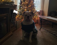 Sadie - American Bulldog Stud