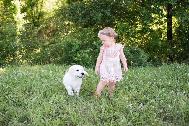 Southern Goldens, Golden Retriever Breeder in College Station, Texas