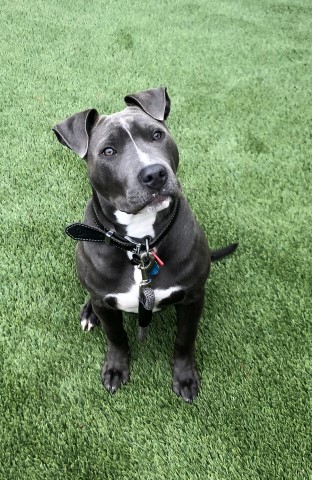 American Pit Bull Terrier Stud 29998