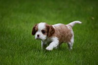 Horizon Cavaliers Cavalier King Charles Spaniel breeder