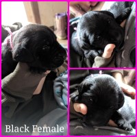 1992 Labrador Retriever breeder