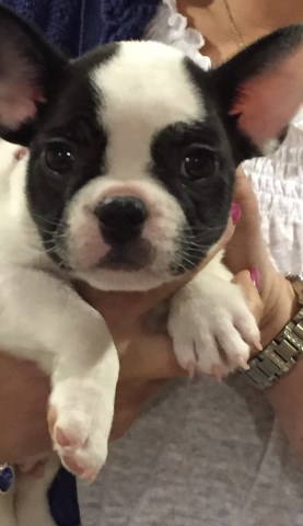 French Bulldog Breeder 27136