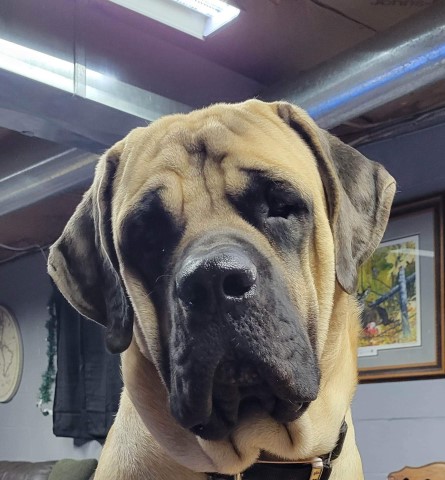 Mastiff Stud 30764