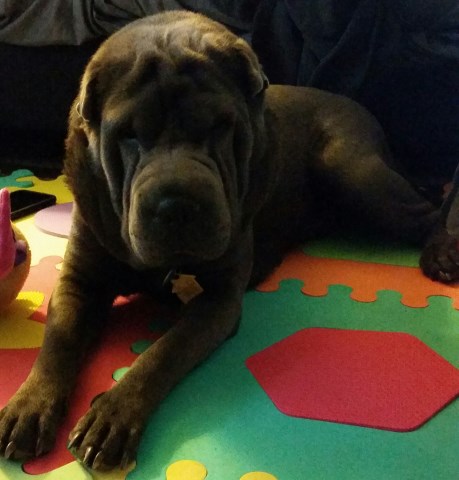 Chinese Shar Pei Breeder 25695