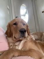 Jennifer Deemer - Golden Retriever Stud