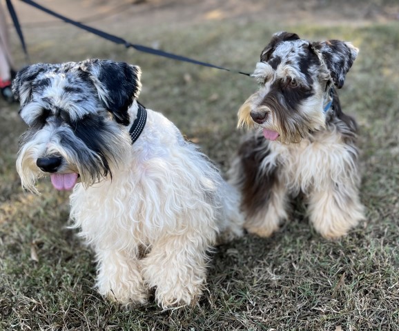 Jenny’s Mini Schnauzers