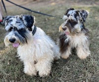Jenny’s Mini Schnauzers