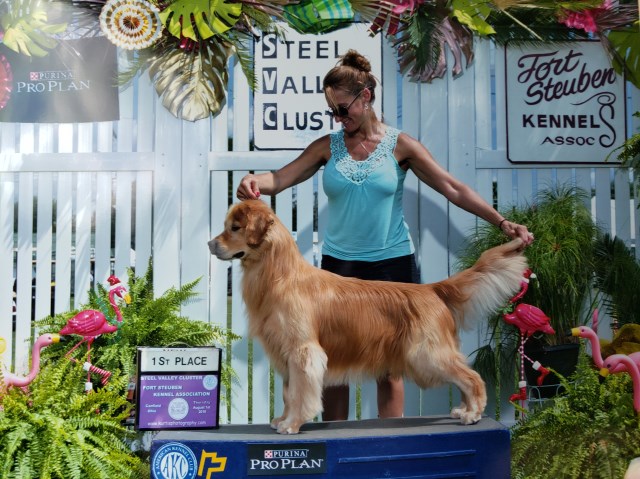 Bryeridge Goldens